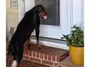 Enlarge Mario (GA), an adopted Black and Tan Coonhound in Tybee Island, GA image 4/4