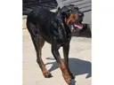 Enlarge Mario (GA), an adopted Black and Tan Coonhound in Tybee Island, GA image 3/4
