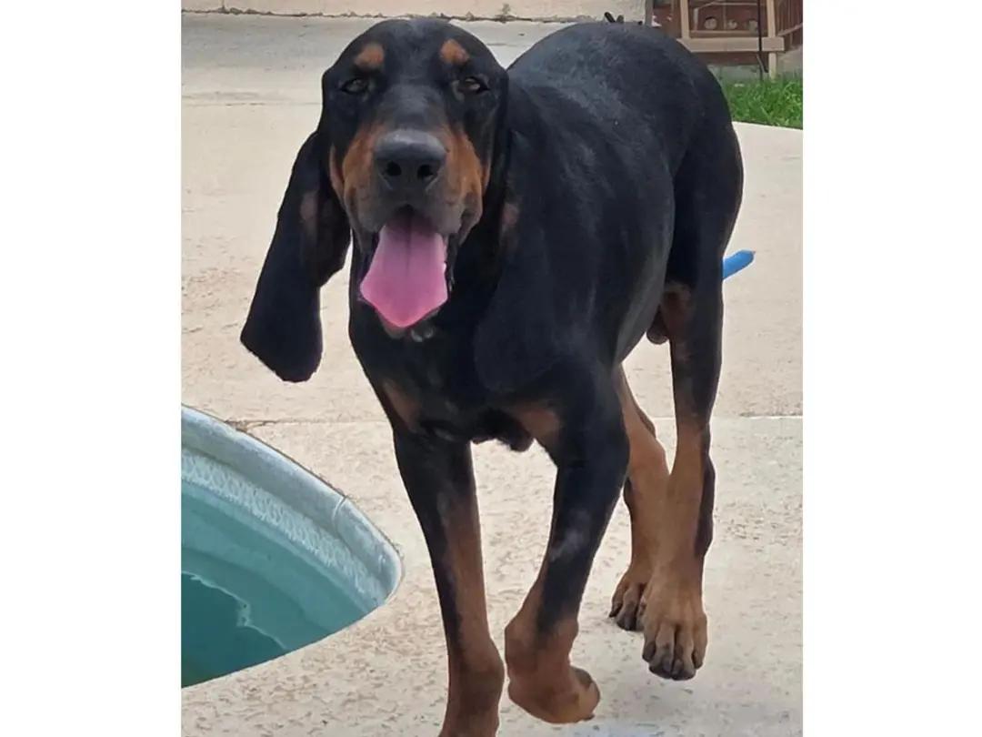 Enlarge Mario (GA), an adopted Black and Tan Coonhound in Tybee Island, GA image 2/4