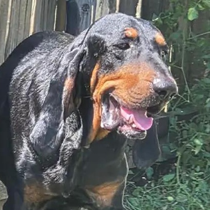 Enlarge Mario (GA), an adopted Black and Tan Coonhound in Tybee Island, GA image 1/4