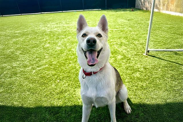 ARIZONA, Adoptable, Adult Female Siberian Husky.