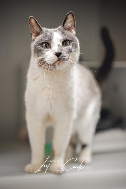 Enlarge Brian, a Adoptable mixed breed in Kalispell, MT image 1/2
