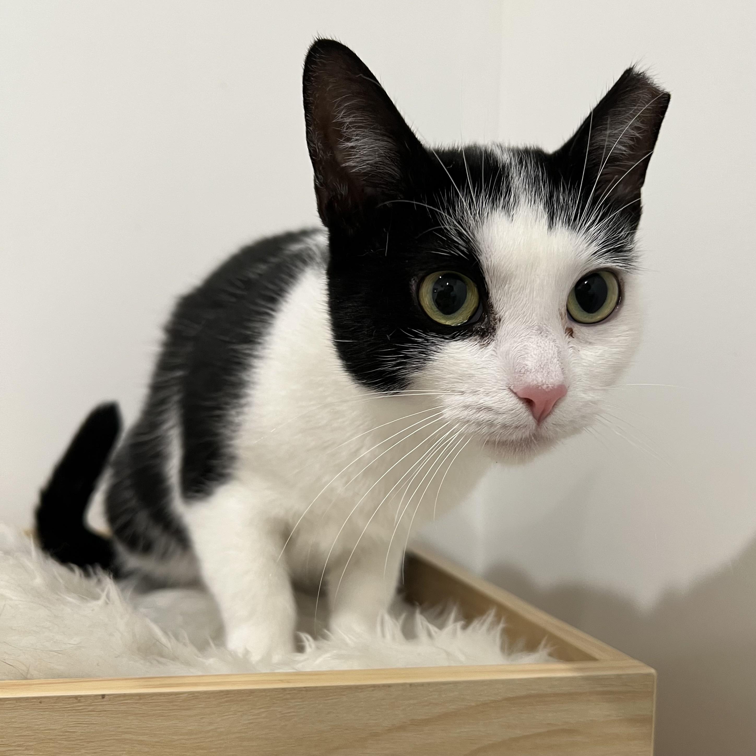 Gracie, Adoptable, Kitten Female Domestic Short Hair.
