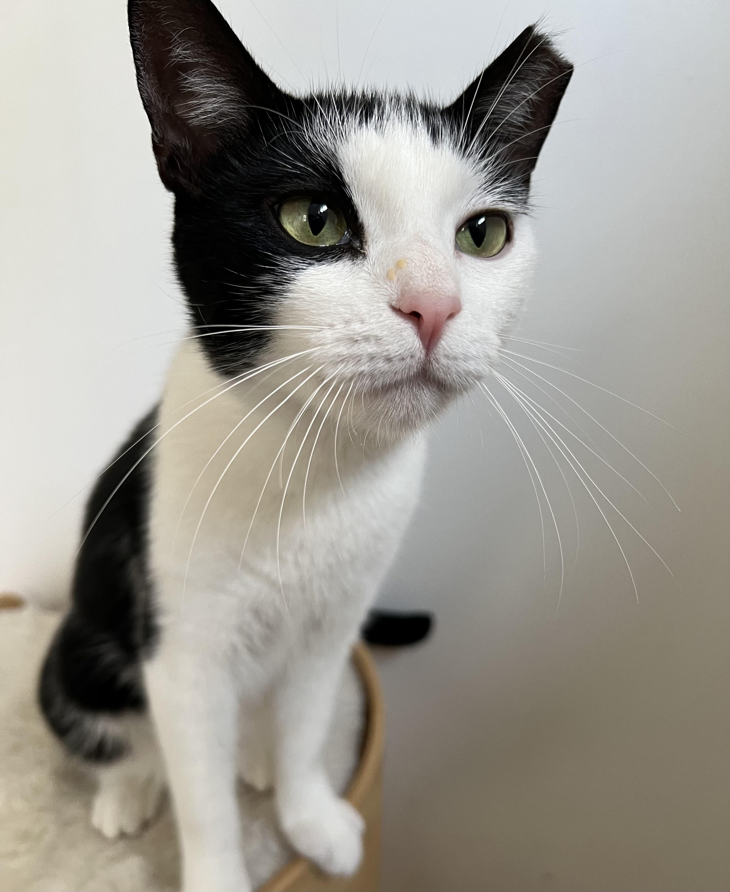 Enlarge Gracie, a Adoptable Domestic Short Hair in Englewood, NJ image 3/5