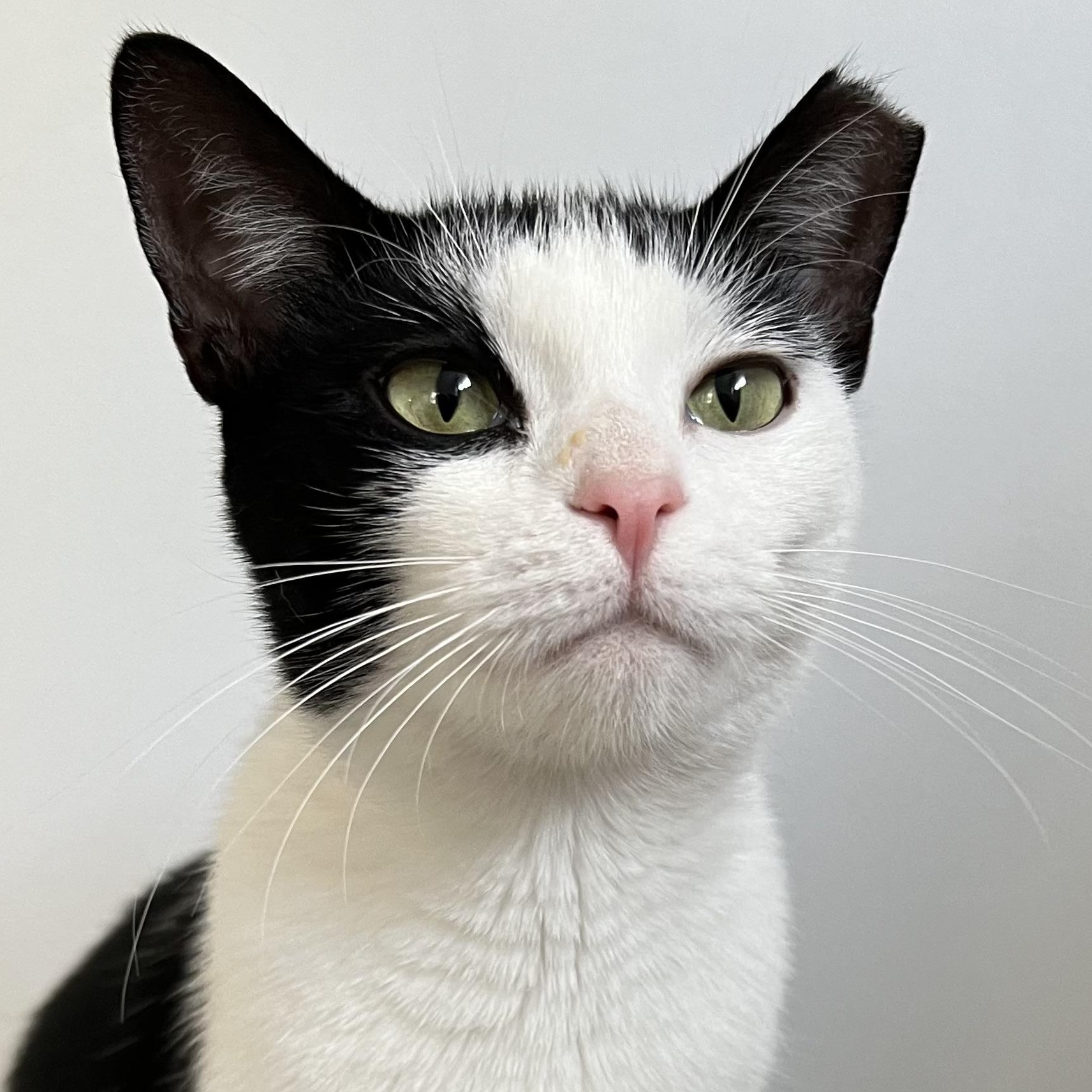 Enlarge Gracie, a Adoptable Domestic Short Hair in Englewood, NJ image 2/5