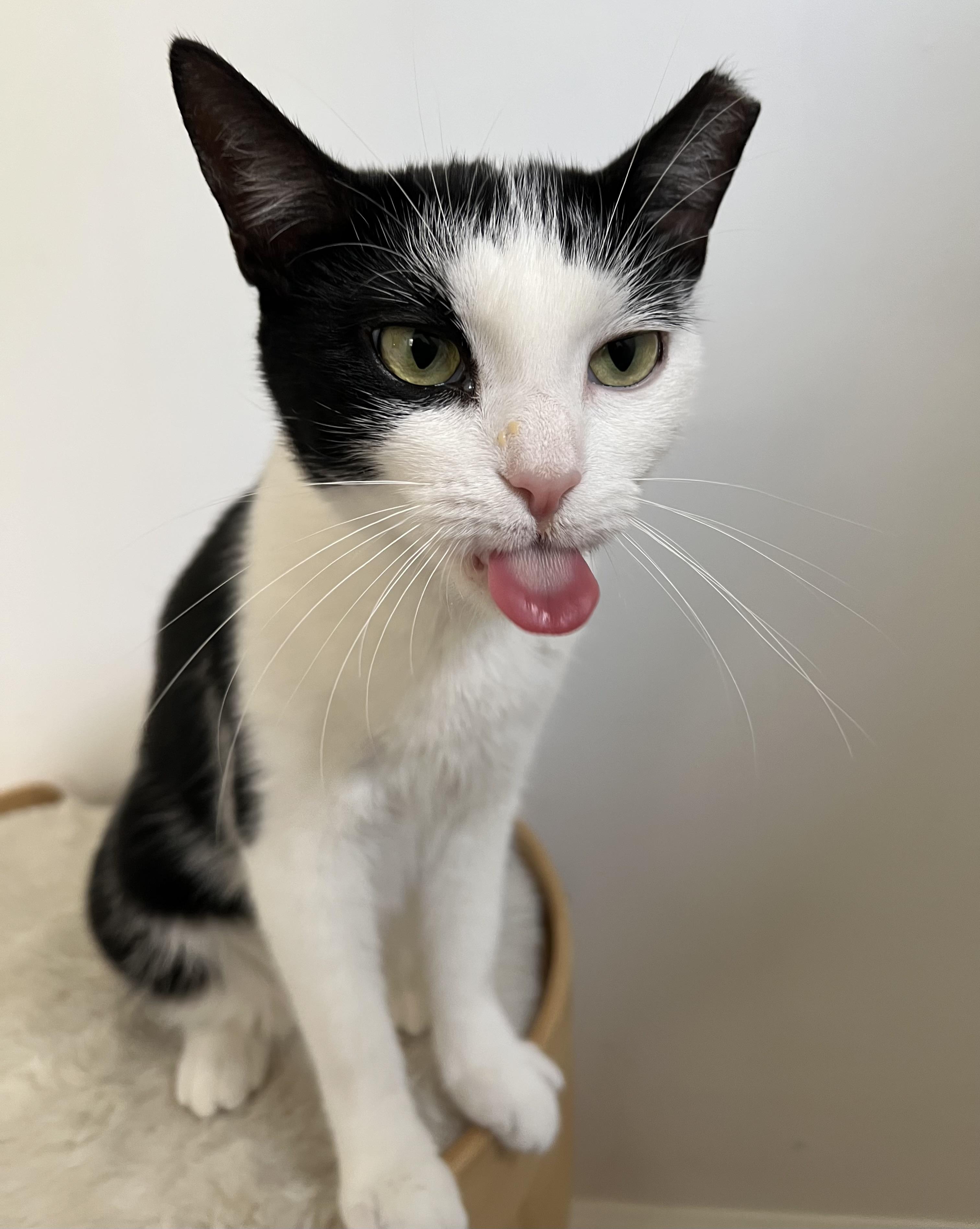 Enlarge Gracie, a Adoptable Domestic Short Hair in Englewood, NJ image 4/5
