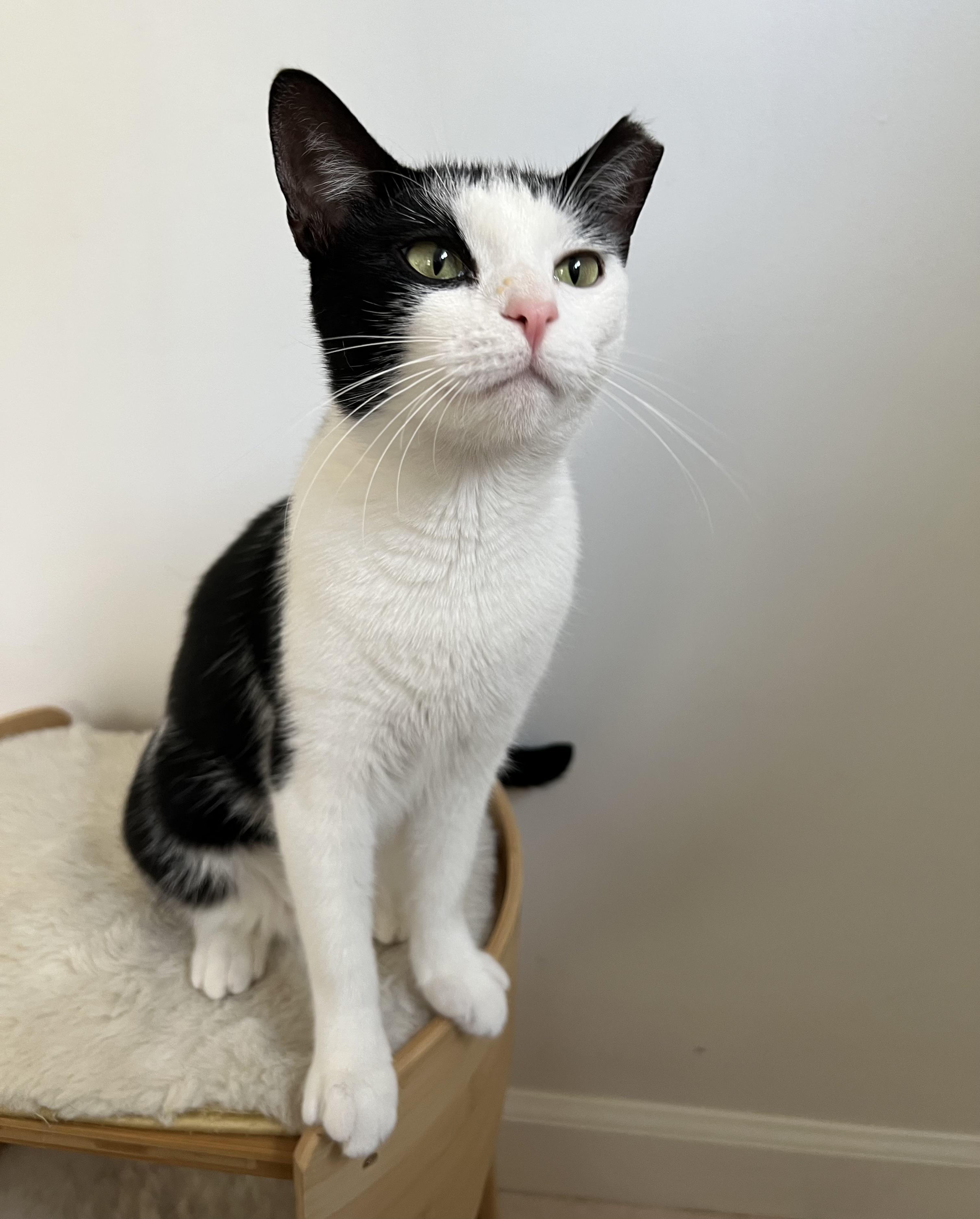 Enlarge Gracie, a Adoptable Domestic Short Hair in Englewood, NJ image 5/5