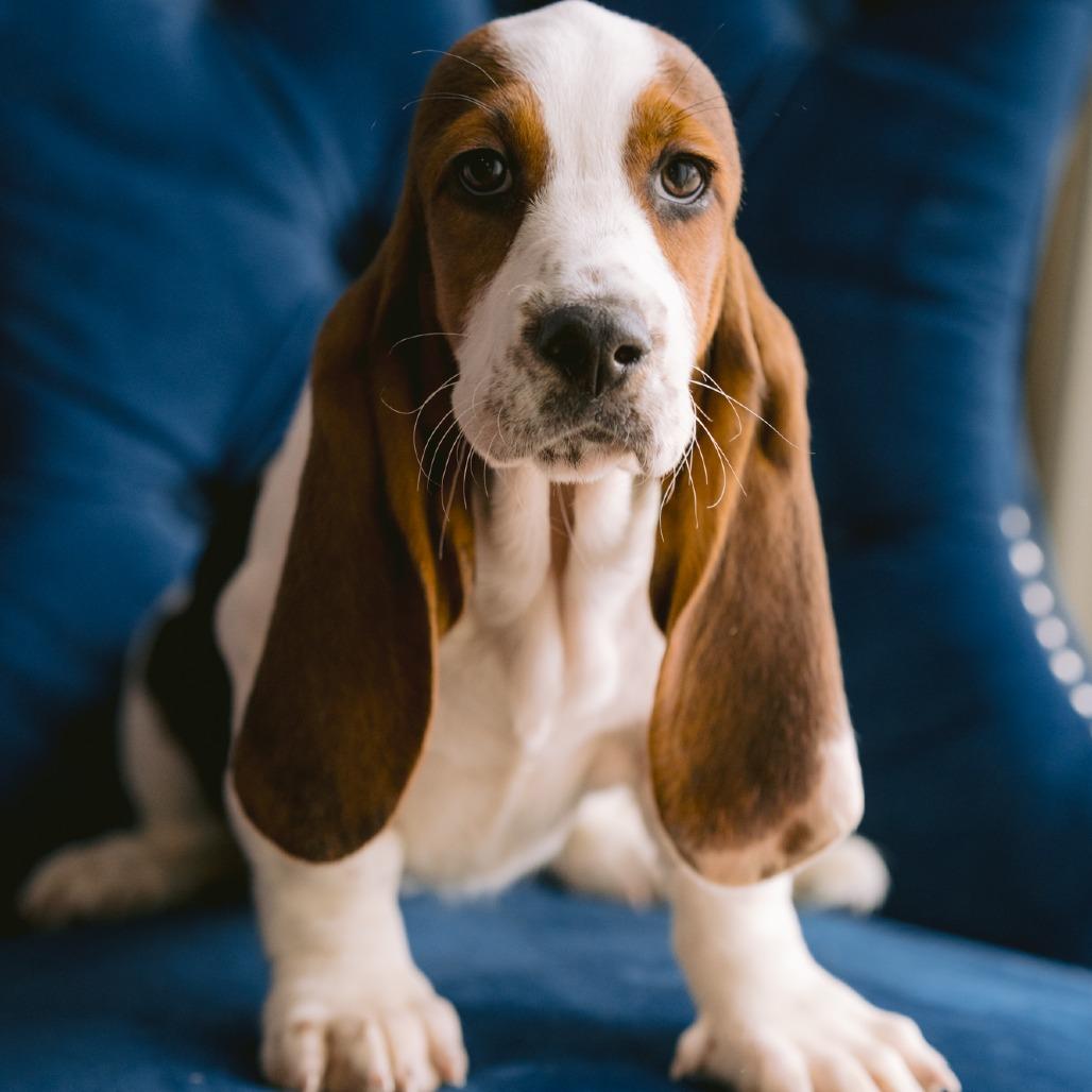 Ranji, adopted, Puppy Female Basset Hound.