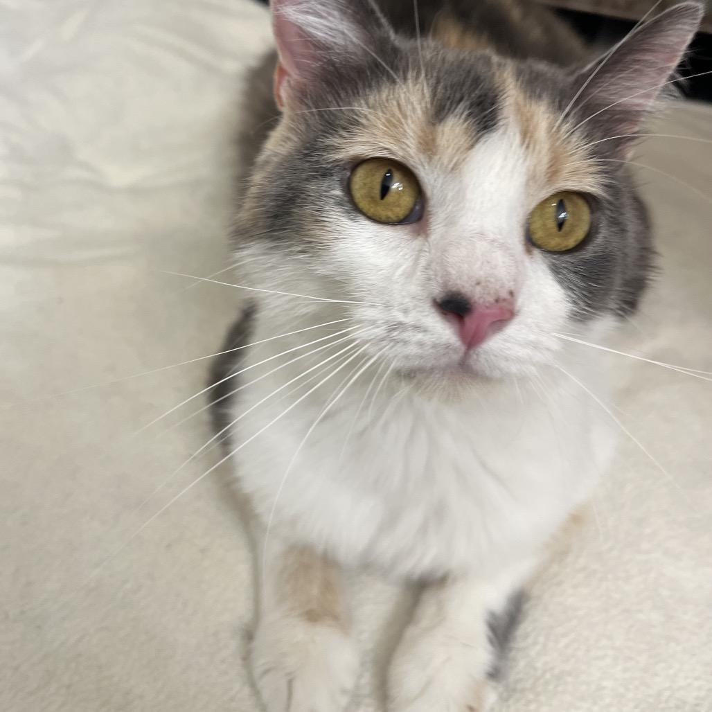 Patches, Adoptable, Adult Female Domestic Medium Hair.
