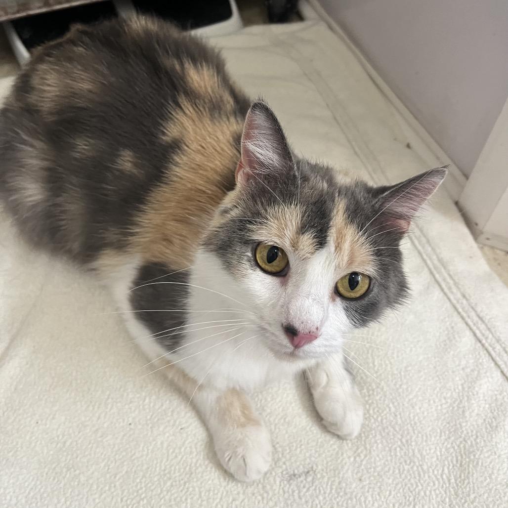 Patches, a Adoptable Domestic Medium Hair in Overland Park, KS image 2/3