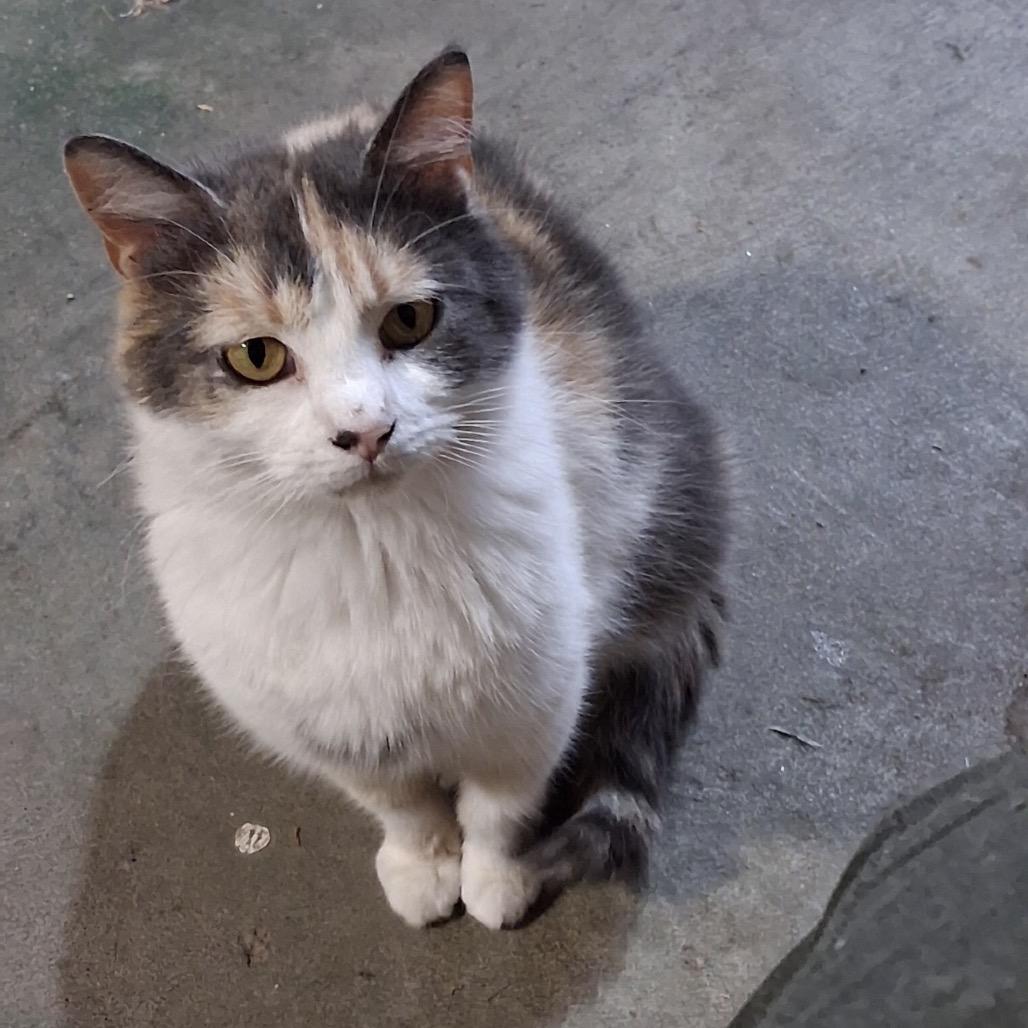 Patches, a Adoptable Domestic Medium Hair in Overland Park, KS image 3/3