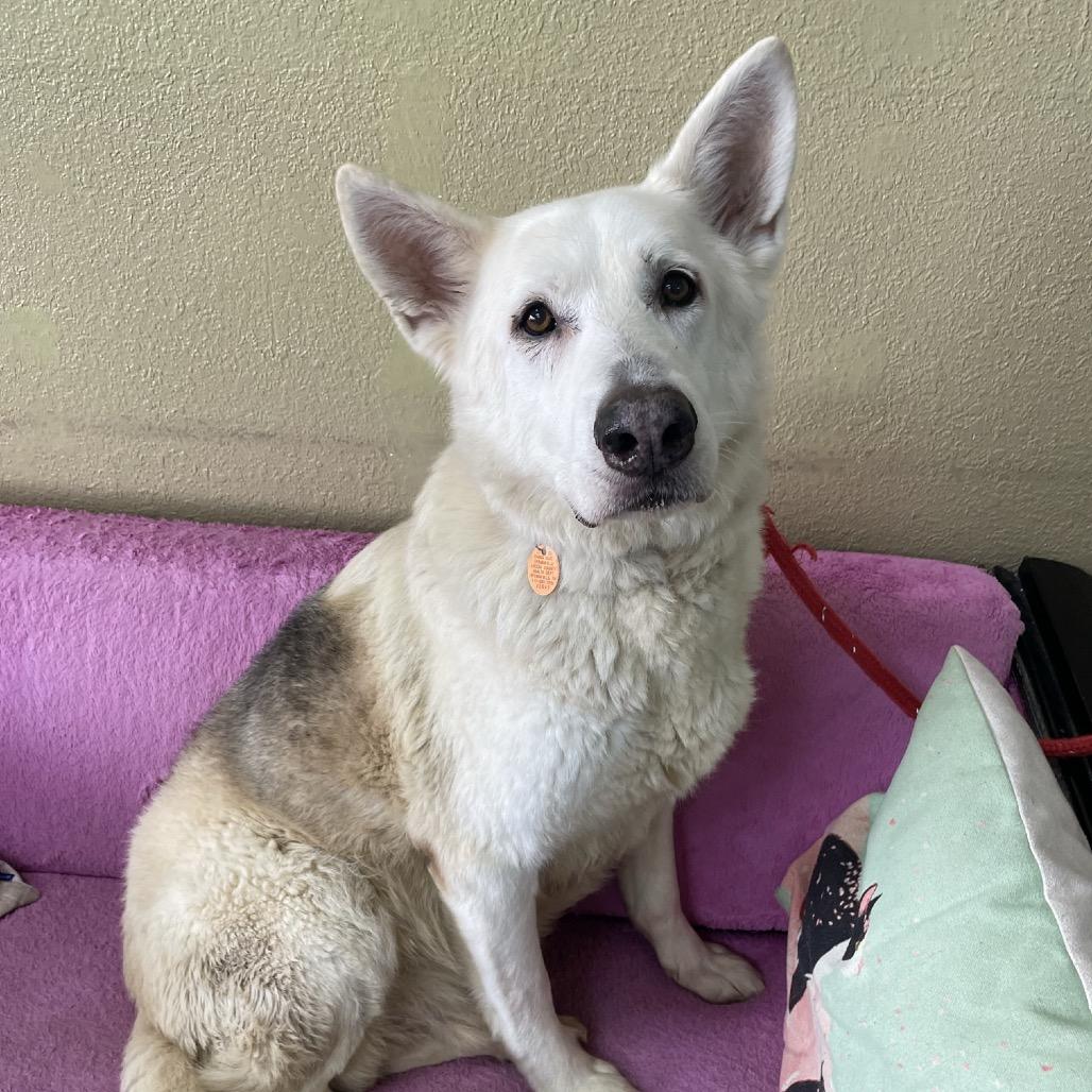 Enlarge Coda, a Adoptable mixed breed in Springfield, MO image 5/6