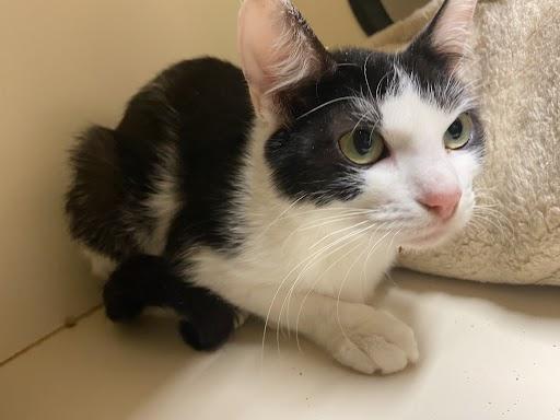 Lois, a Adoptable Domestic Short Hair in Germantown, TN image 2/2