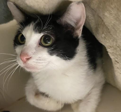 Lois, Adoptable, Adult Female Domestic Short Hair.