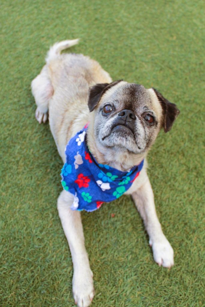 Mako, Adoptable, Senior Male Pug.