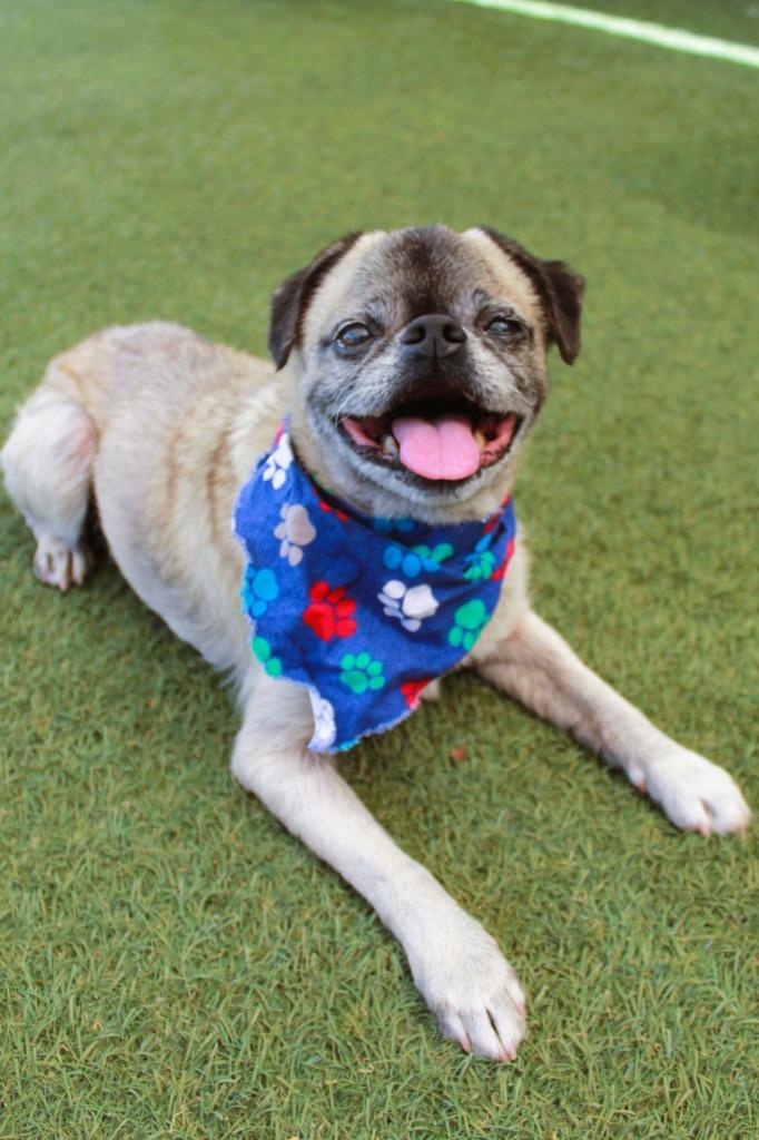 Enlarge Mako, a Adoptable Pug in Gardena, CA image 2/6
