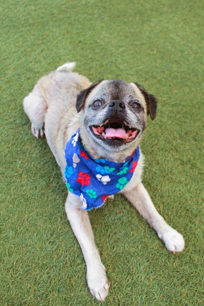 Enlarge Mako, a Adoptable Pug in Gardena, CA image 3/6