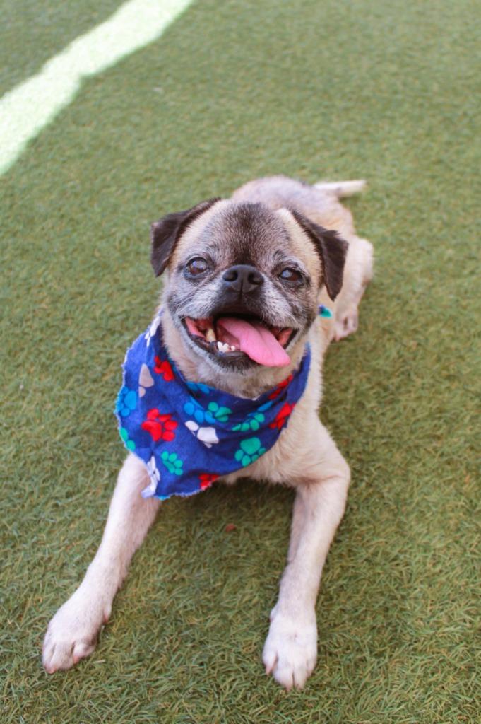 Enlarge Mako, a Adoptable Pug in Gardena, CA image 4/6