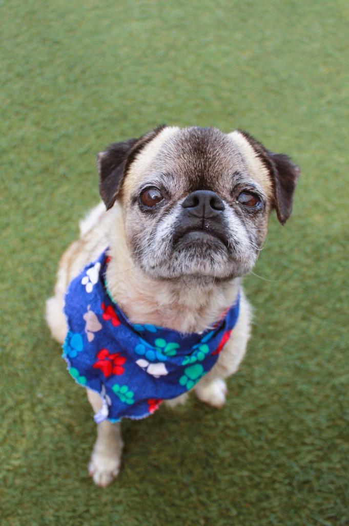 Enlarge Mako, a Adoptable Pug in Gardena, CA image 5/6