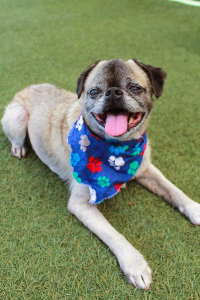 Enlarge Mako, a Adoptable Pug in Gardena, CA image 6/6