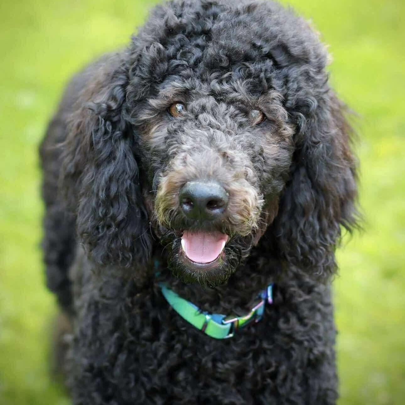 Vera, a Adoptable Aussiedoodle in Rochester, NY image 6/6