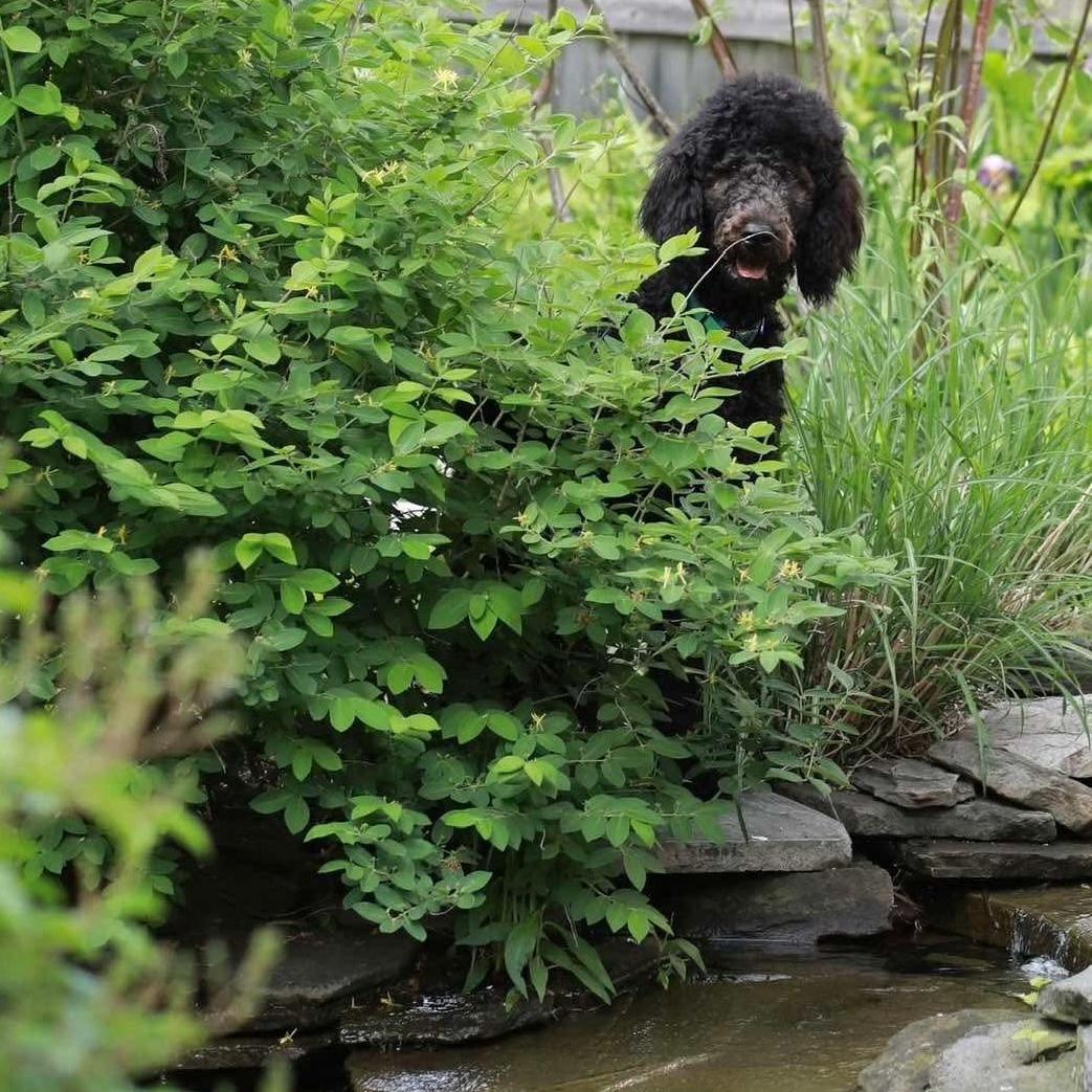 Vera, an adoptable Aussiedoodle in Rochester, NY, 14620 | Photo Image 1