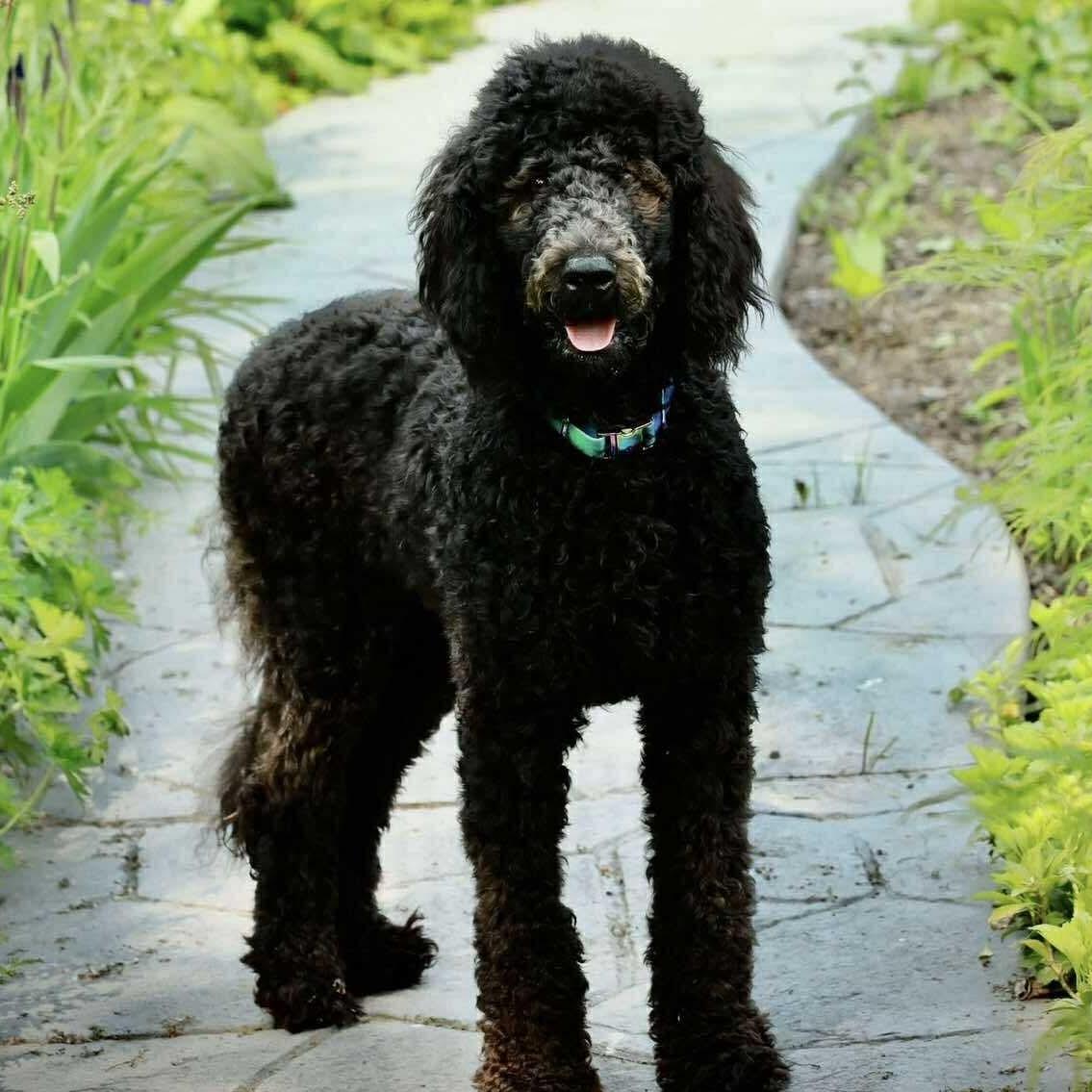 Vera, an adoptable Aussiedoodle in Rochester, NY, 14620 | Photo Image 2