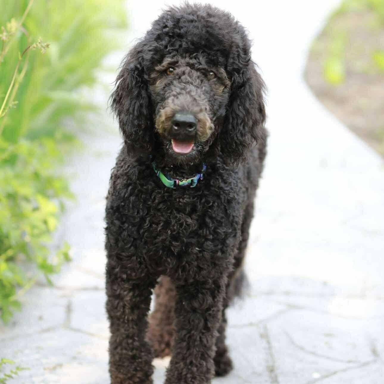 Vera, an adoptable Aussiedoodle in Rochester, NY, 14620 | Photo Image 4