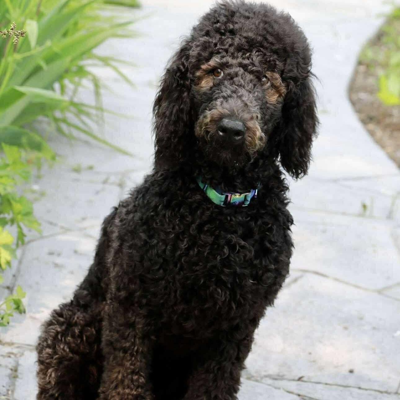 Vera, an adoptable Aussiedoodle in Rochester, NY, 14620 | Photo Image 3