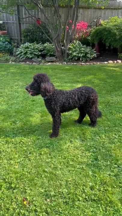 Enlarge Vera, a Adoptable Aussiedoodle in Rochester, NY video 3/6