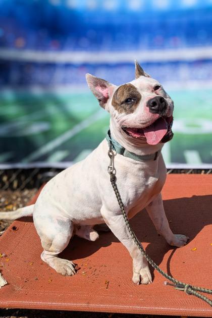 Harrington, Adoptable, Adult Male Mixed Breed.