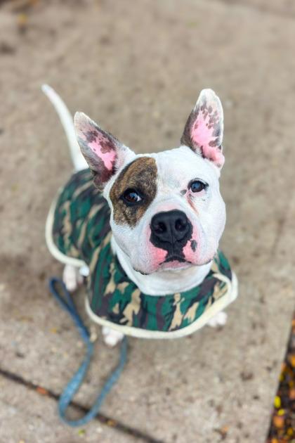 Harrington, a Adoptable Mixed Breed in Miamitown, OH image 3/3