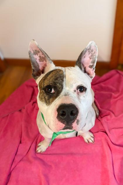 Harrington, a Adoptable Mixed Breed in Miamitown, OH image 2/3