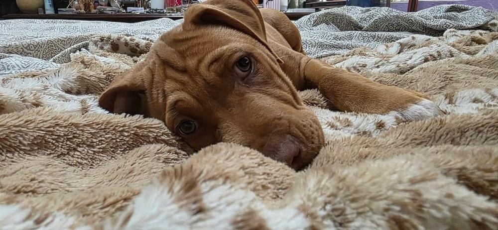 Ego, Adoptable, Puppy Male Pit Bull Terrier & Mixed Breed.