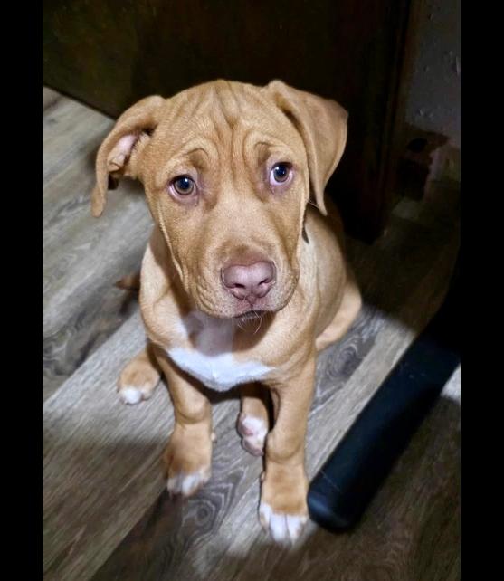 Enlarge Ego, a Adoptable mixed breed in Warr Acres, OK image 2/6