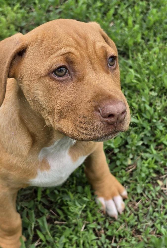 Ego, Adoptable, Puppy Male Pit Bull Terrier & Mixed Breed.