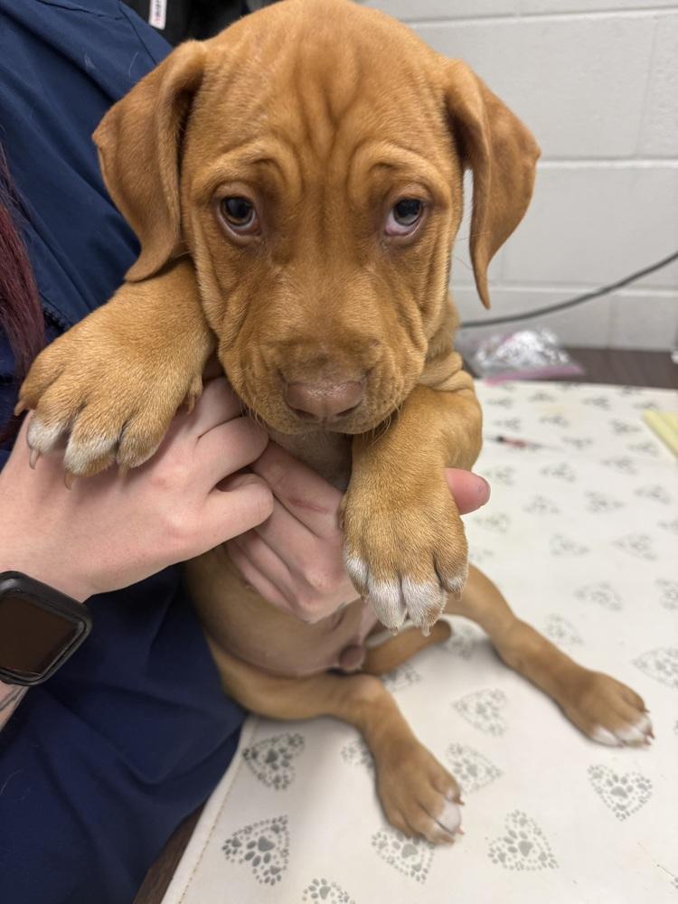 Enlarge Ego, a Adoptable mixed breed in Warr Acres, OK image 2/2