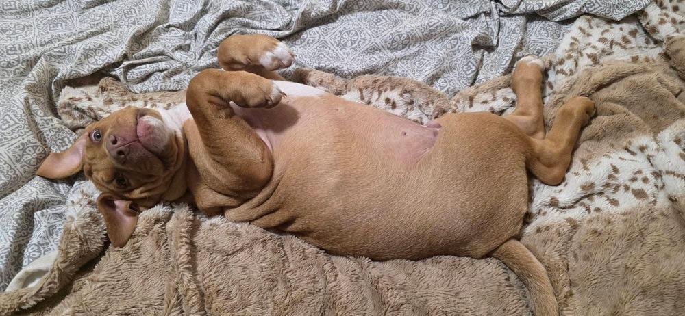 Enlarge Ego, a Adoptable mixed breed in Warr Acres, OK image 4/6
