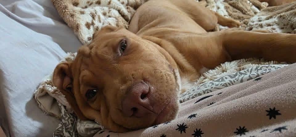 Enlarge Ego, a Adoptable mixed breed in Warr Acres, OK image 5/6