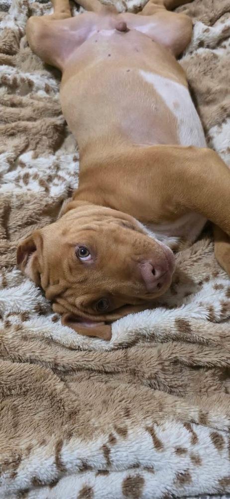 Enlarge Ego, a Adoptable mixed breed in Warr Acres, OK image 6/6