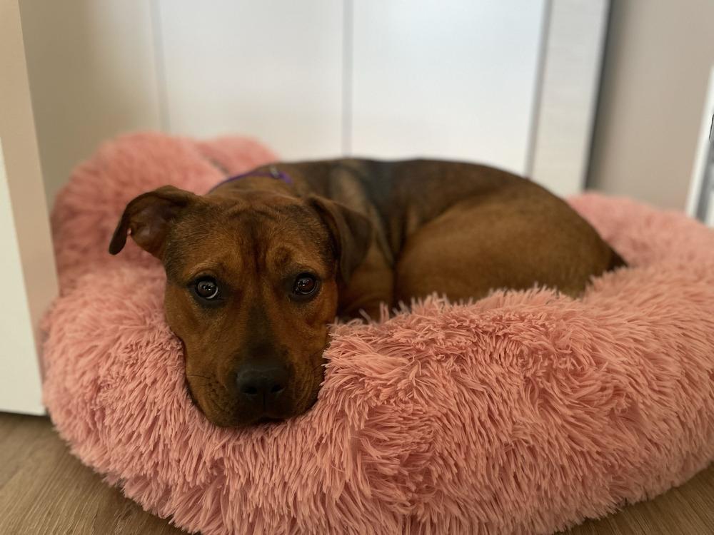 Mishka, Adoptable, Young Female Mixed Breed.