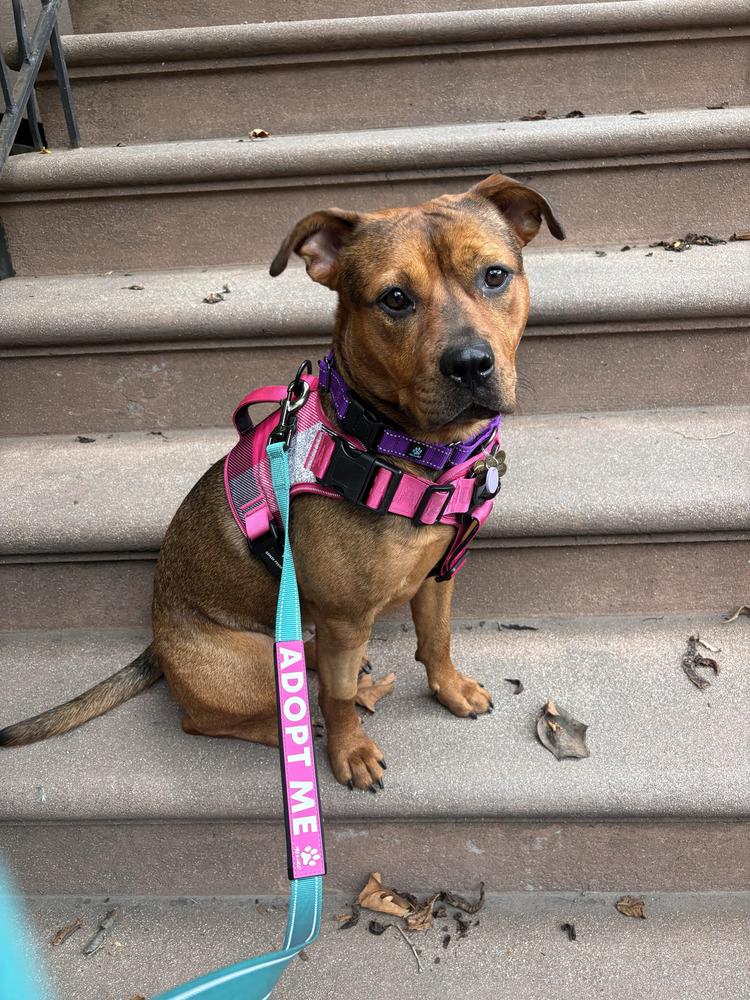 Enlarge Mishka, a Adoptable mixed breed in New York, NY image 2/6