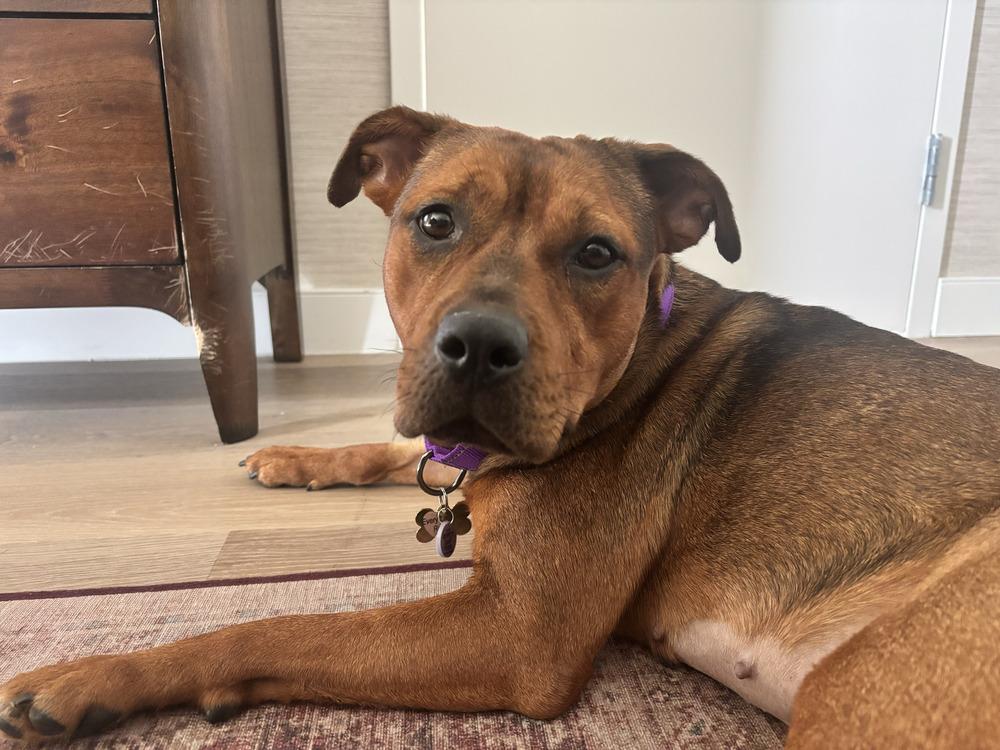 Enlarge Mishka, a Adoptable mixed breed in New York, NY image 3/6