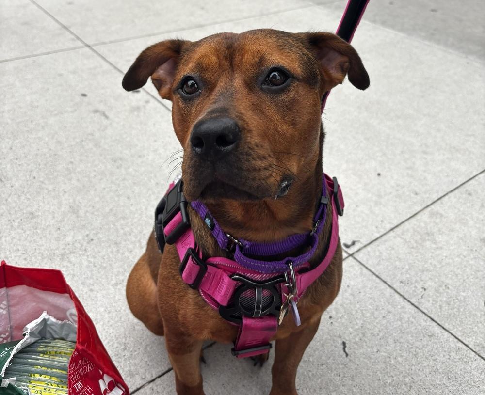 Enlarge Mishka, a Adoptable mixed breed in New York, NY image 5/6