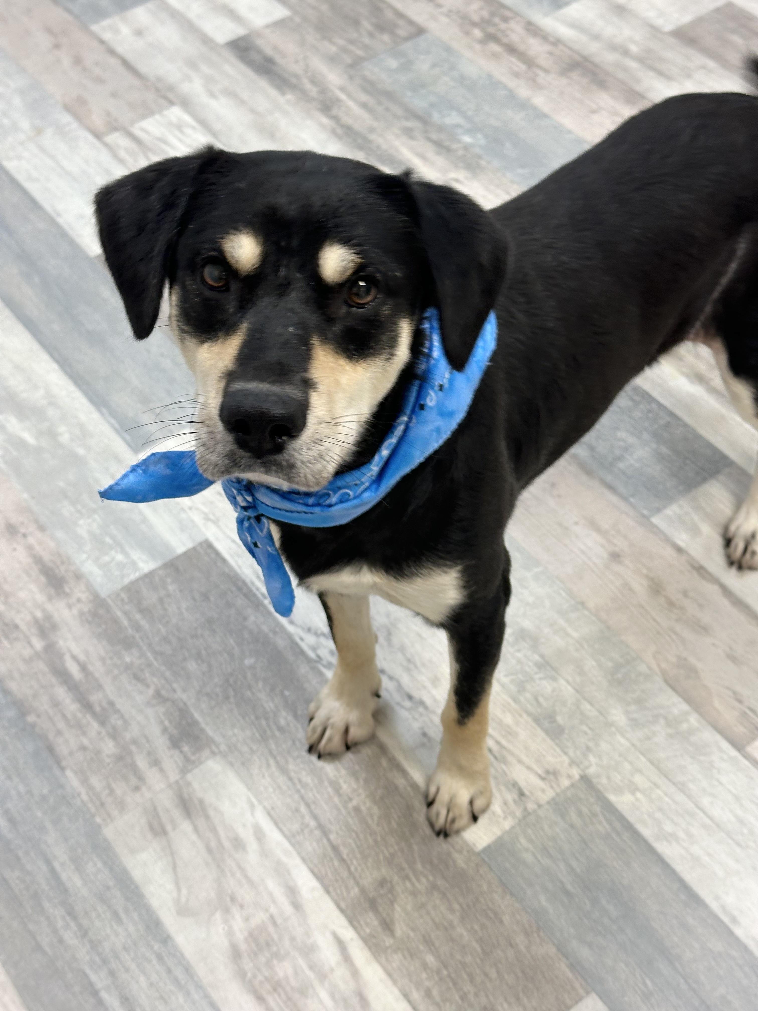 Shooter, a Adoptable mixed breed in Lufkin, TX image 1/4