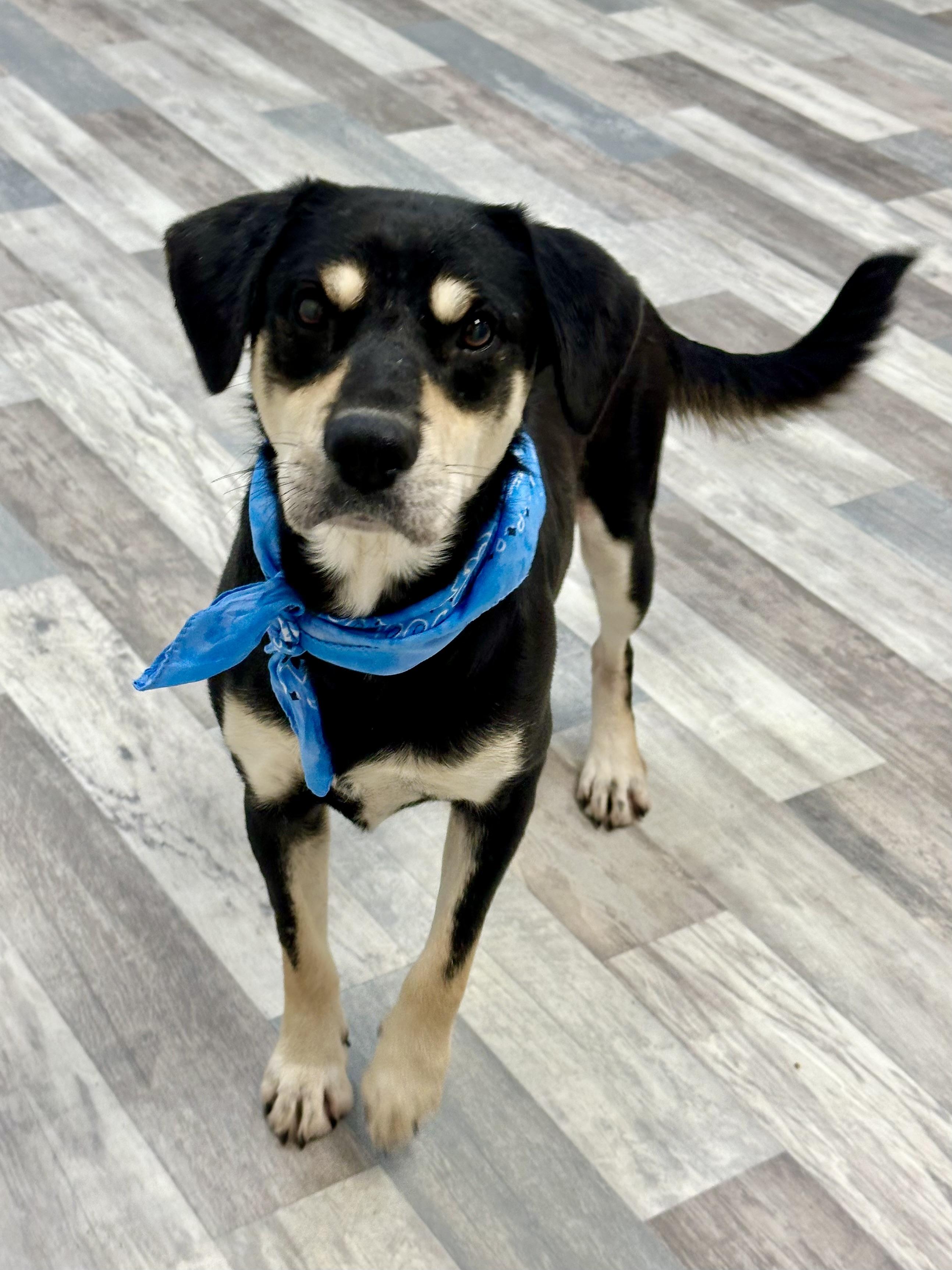 Shooter, a Adoptable mixed breed in Lufkin, TX image 2/4
