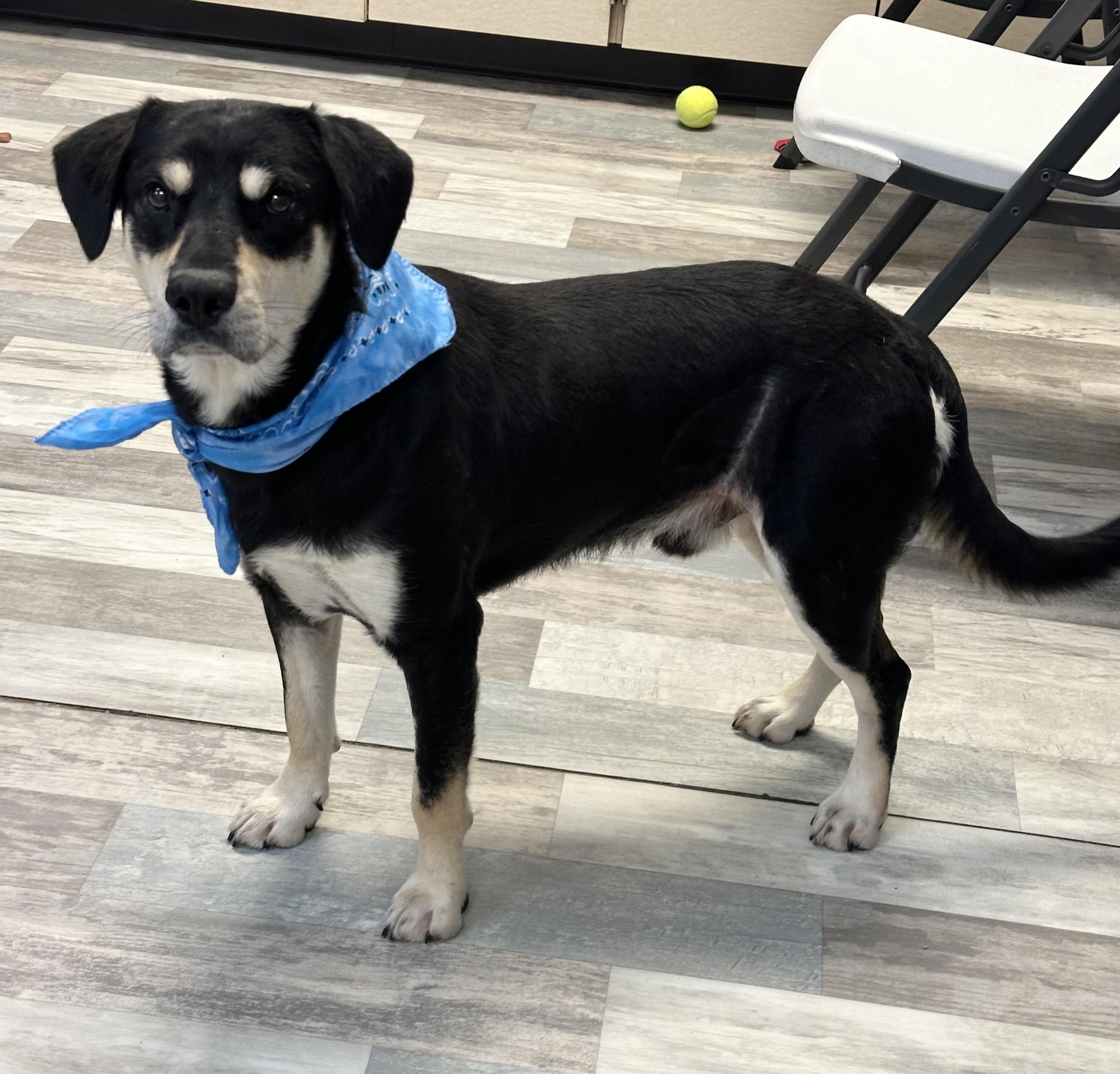 Shooter, a Adoptable mixed breed in Lufkin, TX image 4/4