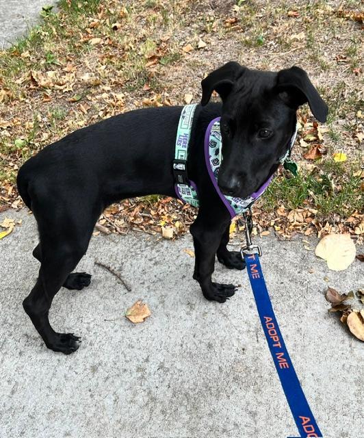 Enlarge Frasier, a Adopted mixed breed in Littleton, CO image 1/1