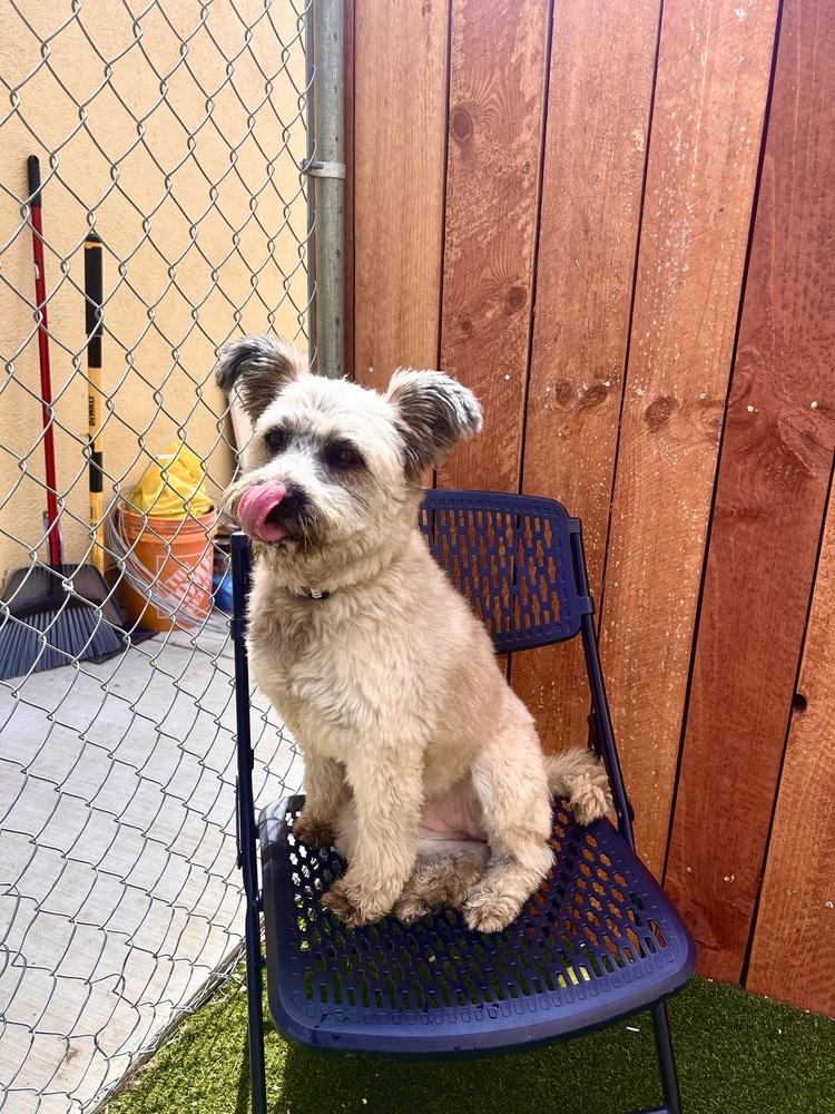 Nugget, Adoptable, Adult Female Maltese.