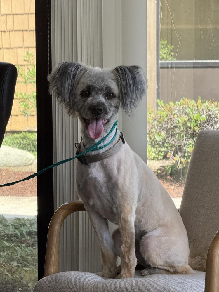 Nugget, Adoptable, Adult Female Maltese.